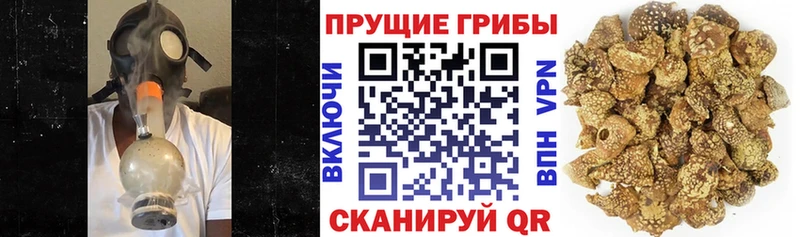 наркошоп  Сосновка  Псилоцибиновые грибы прущие грибы 